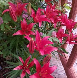 Meet your Posher, Karen